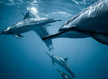 kaiyun 官网-CBA常规赛个人奖项公布：王哲林获得MVP